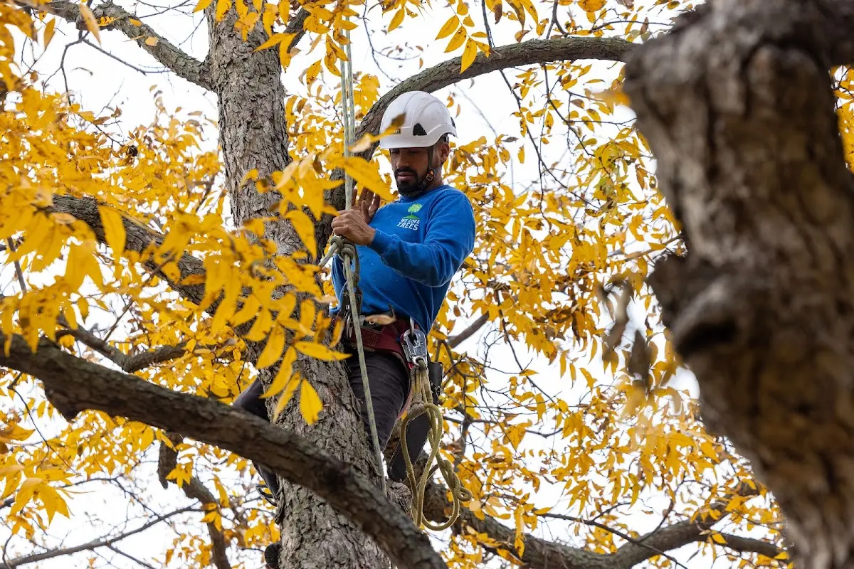 Skilled Tree Planing crew working in Cerro Gordo